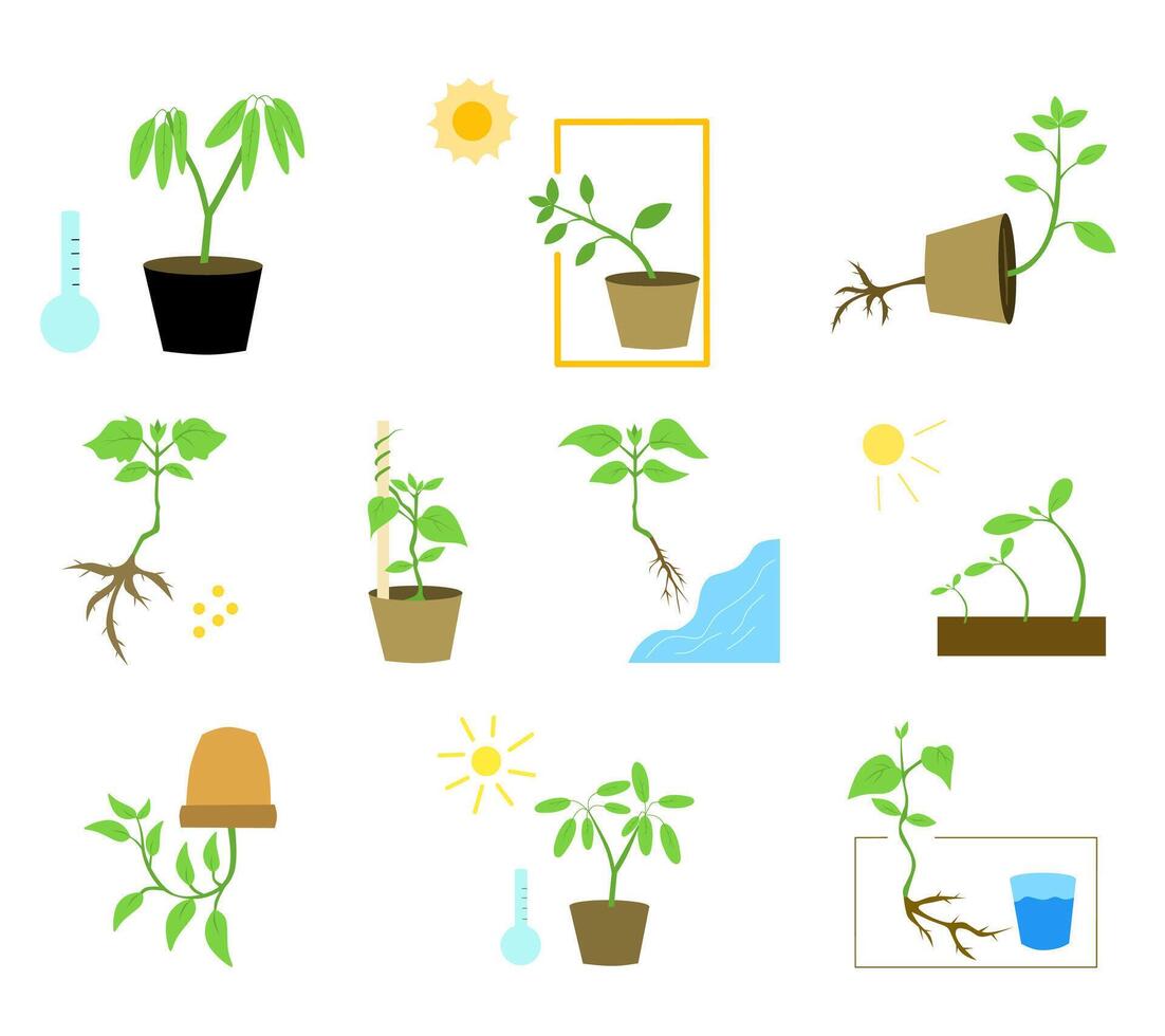 Educational illustration set showing various types of plant tropism , plants respond to different environmental stimuli. Perfect for science learning materials, biology posters, and classroom visuals. vector