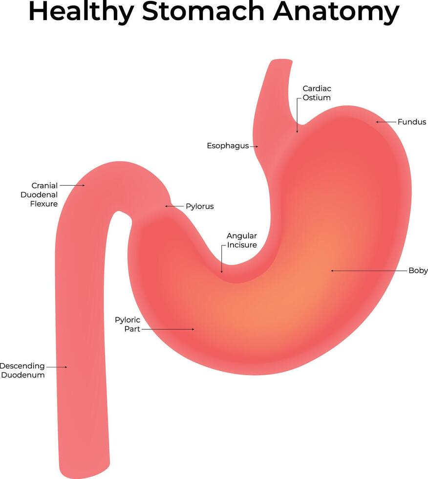 B51Healthy Stomach Anatomy Science Design Illustration vector
