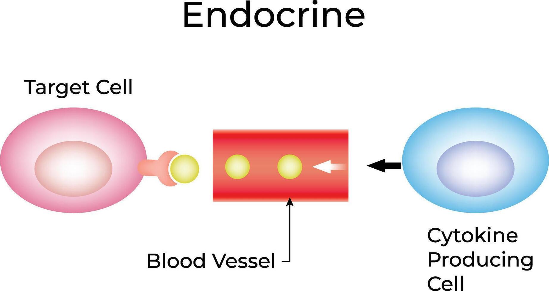 Endocrine Signaling Illustration Diagram vector