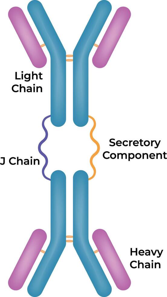 Structure of an Antibody Light and Heavy Chains J Chain Secretory Component Illustration vector