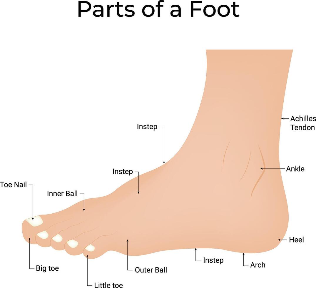 Parts of a Foot Science Illustration vector