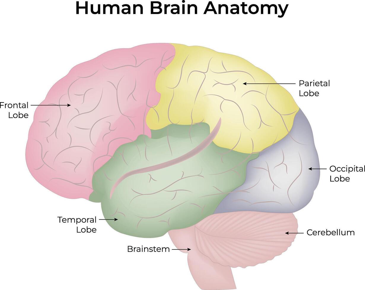 Human Brain Anatomy Science Design Illustration Diagram vector