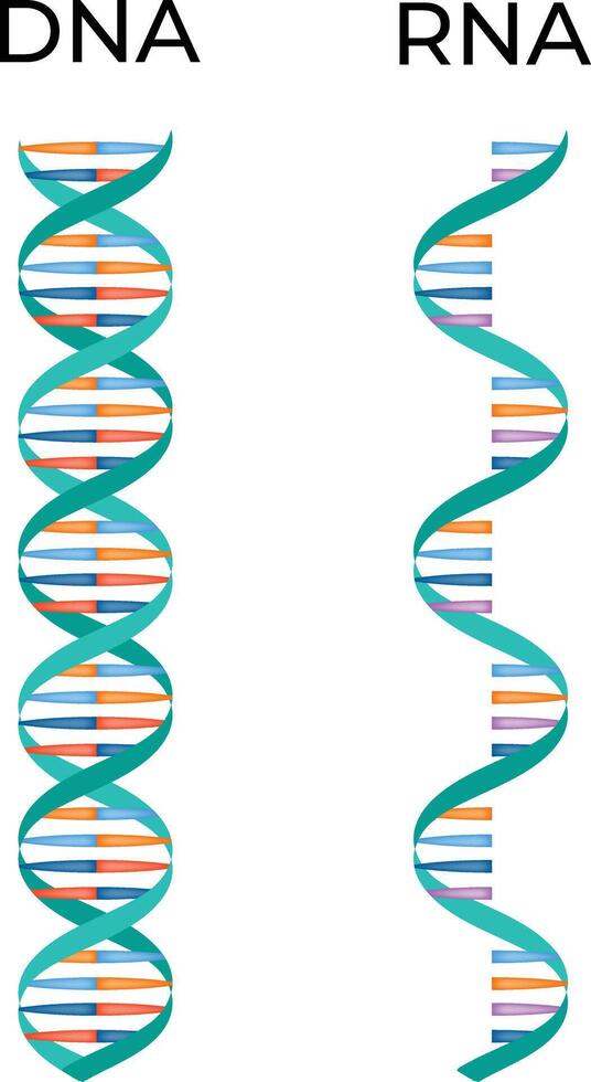 DNA and RNA Science Design Illustration Diagram vector