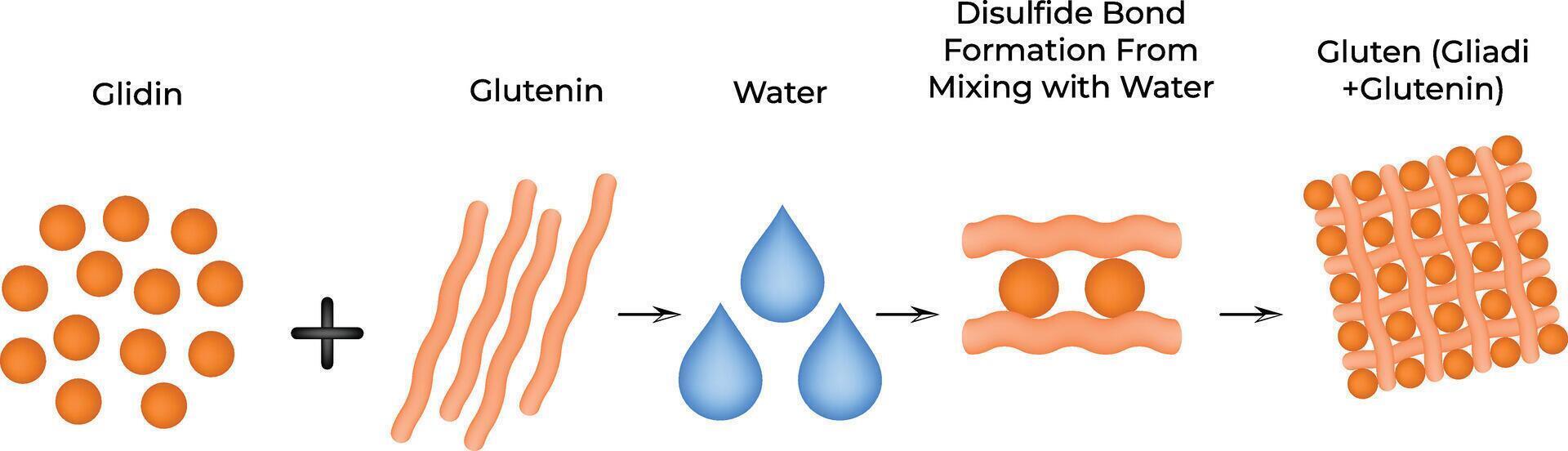 Disulfide Bond Formation From Mixing with Water Science Design Illustration Diagram vector