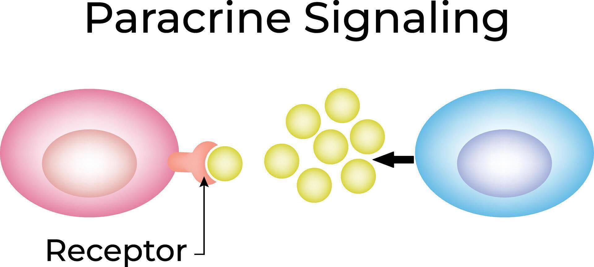Paracrine Signaling Illustration Diagram vector