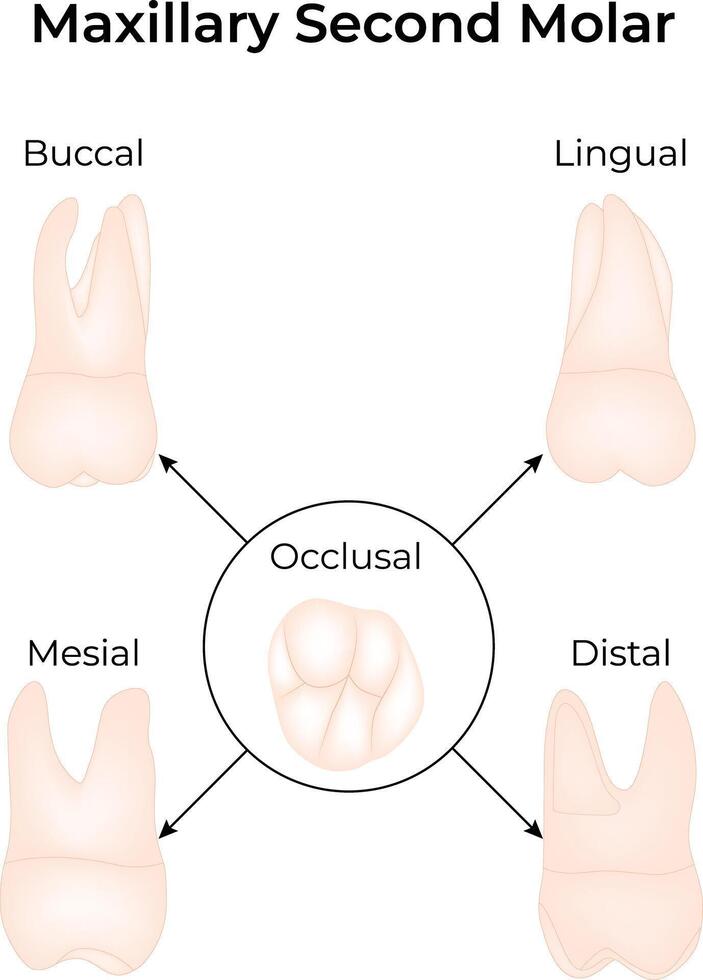 Maxillary Second Molar Anatomy Science Design Illustration Diagram vector