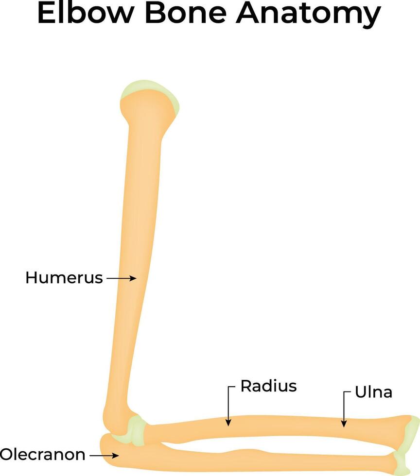 Elbow Bone Anatomy Illustration Diagram vector