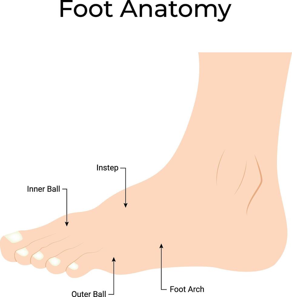 Foot Anatomy Scienc Design Illustrationi vector