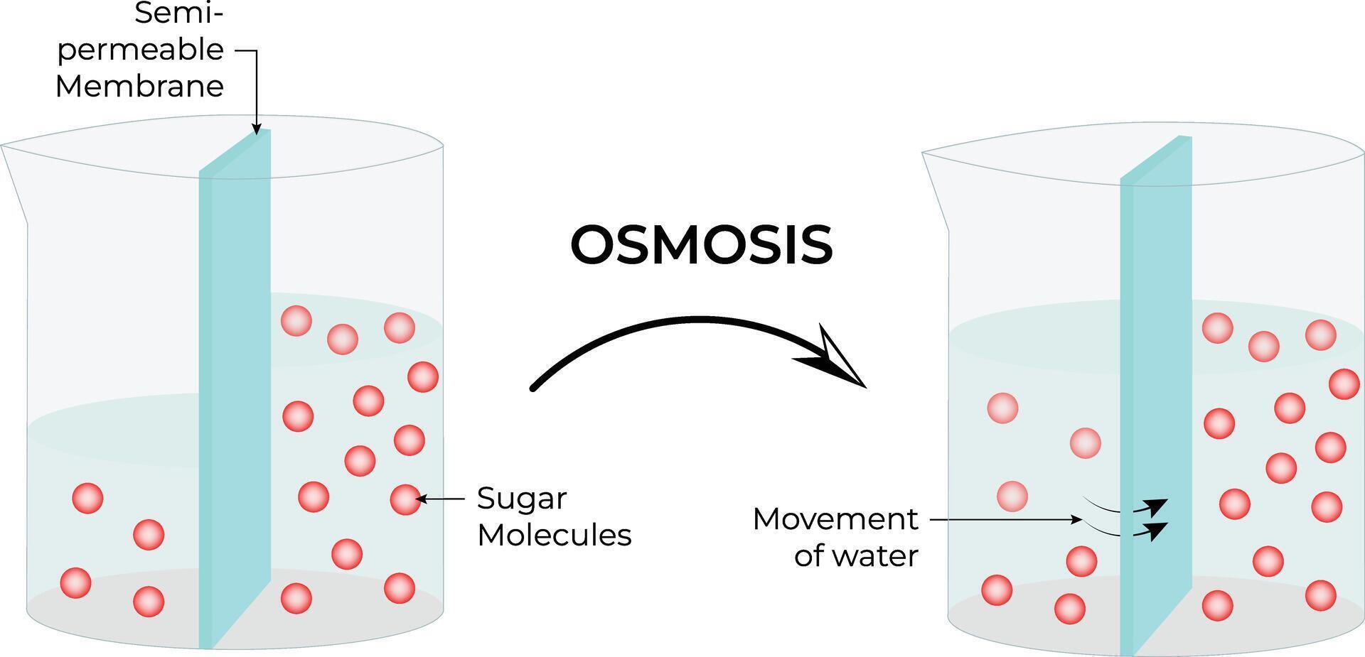 Osmosis The Movement of Water Across a Semi Permeable Membrane Medical Illustration Design vector