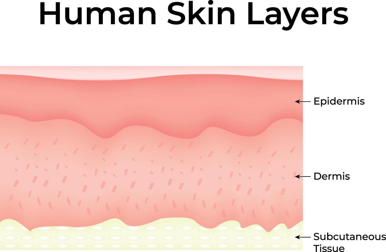 Human Skin Layers Science Design Illustration Diagram vector