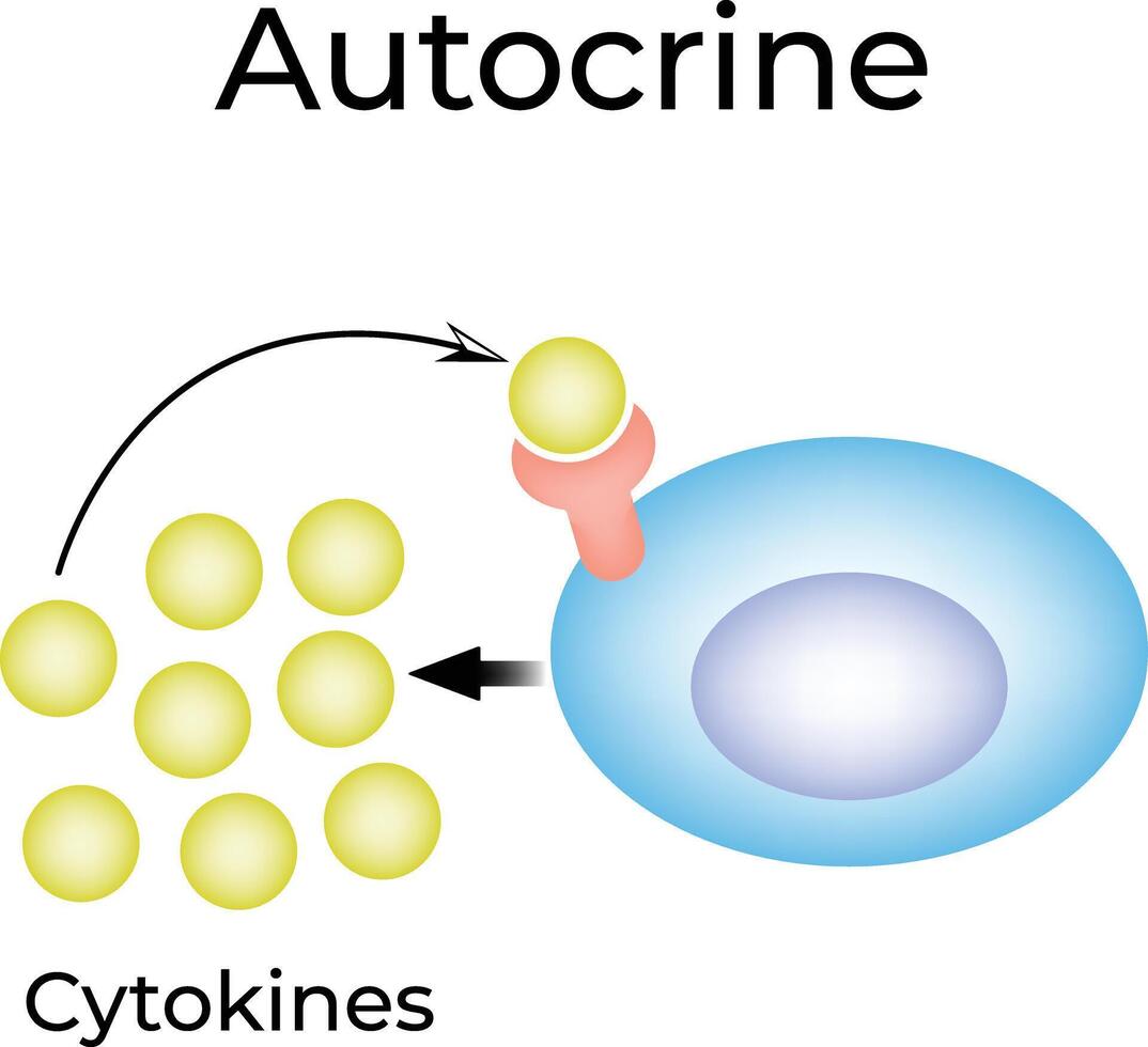 Autocrine Cell Signaling Illustration Diagram vector