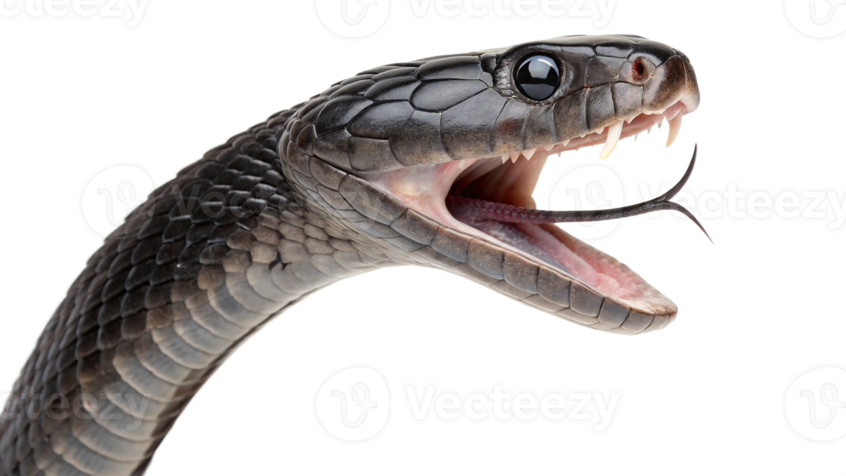 A black snake with its mouth open and its mouth open png