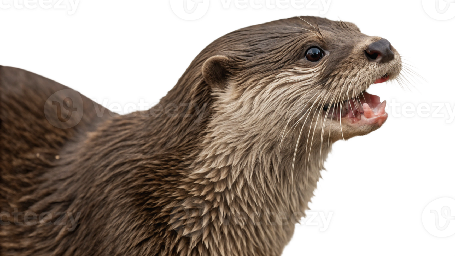Otter with its mouth open and its mouth open png
