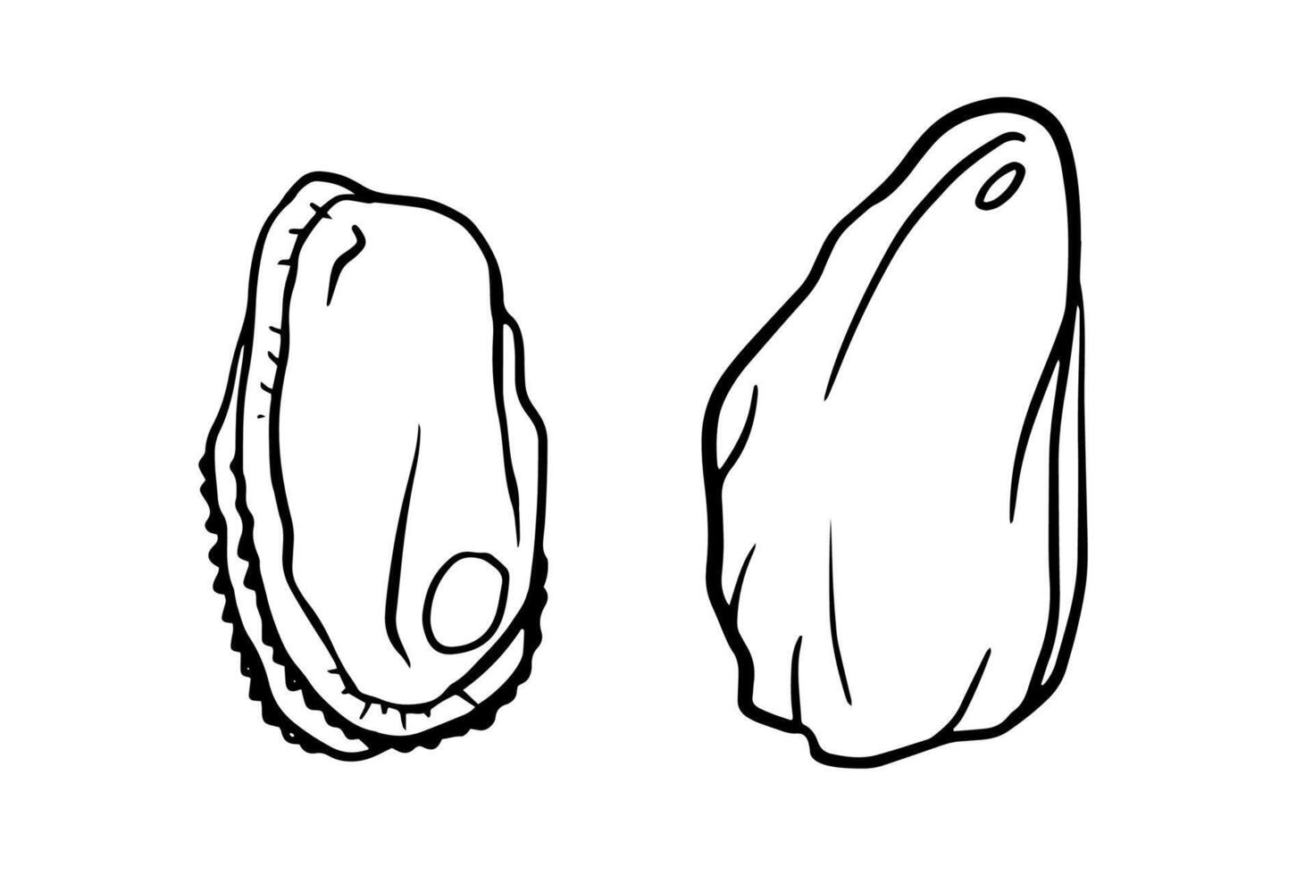 Mussel graphic illustration, great for seafood menus, recipe books, culinary labels, food packaging, educational materials, or coastal theme designs. vector