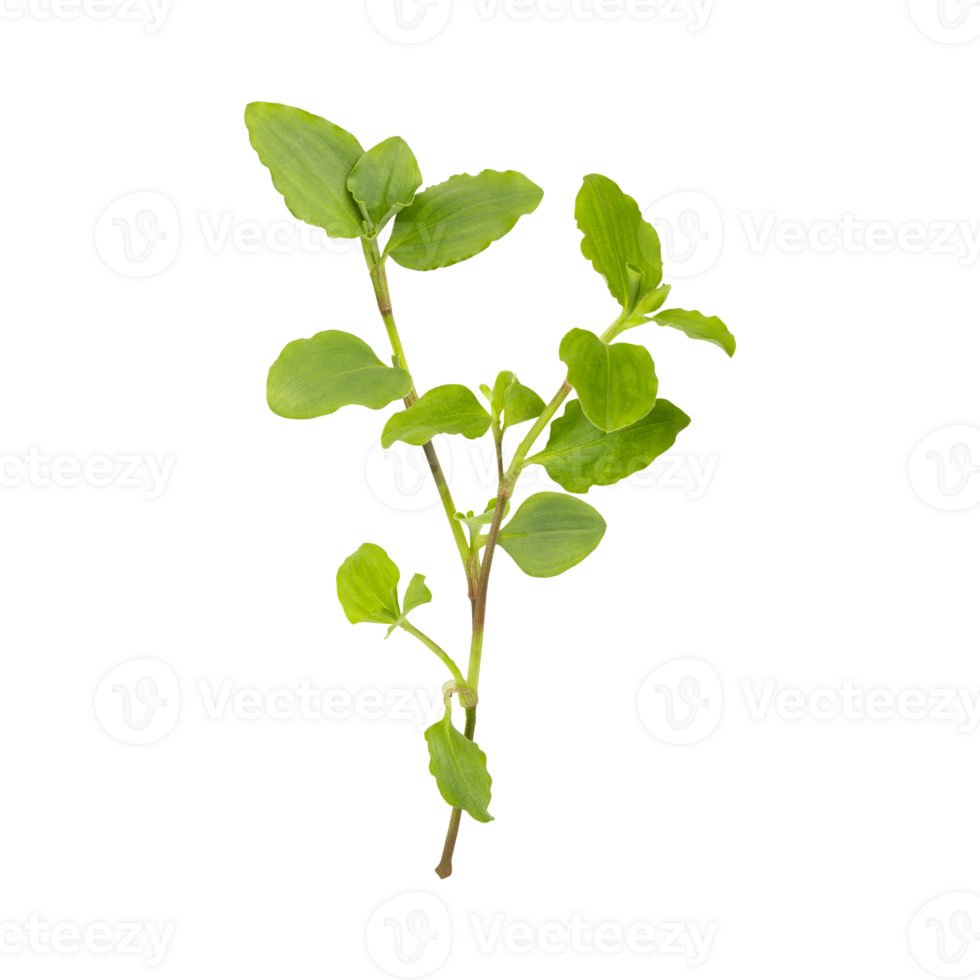 Wild benghal dayflower leaves branch isolated on transparent background png