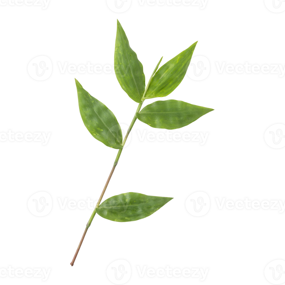 Fresh green wild oplismenus hirtellus or basket grass leaves branch isolated on transparent background png