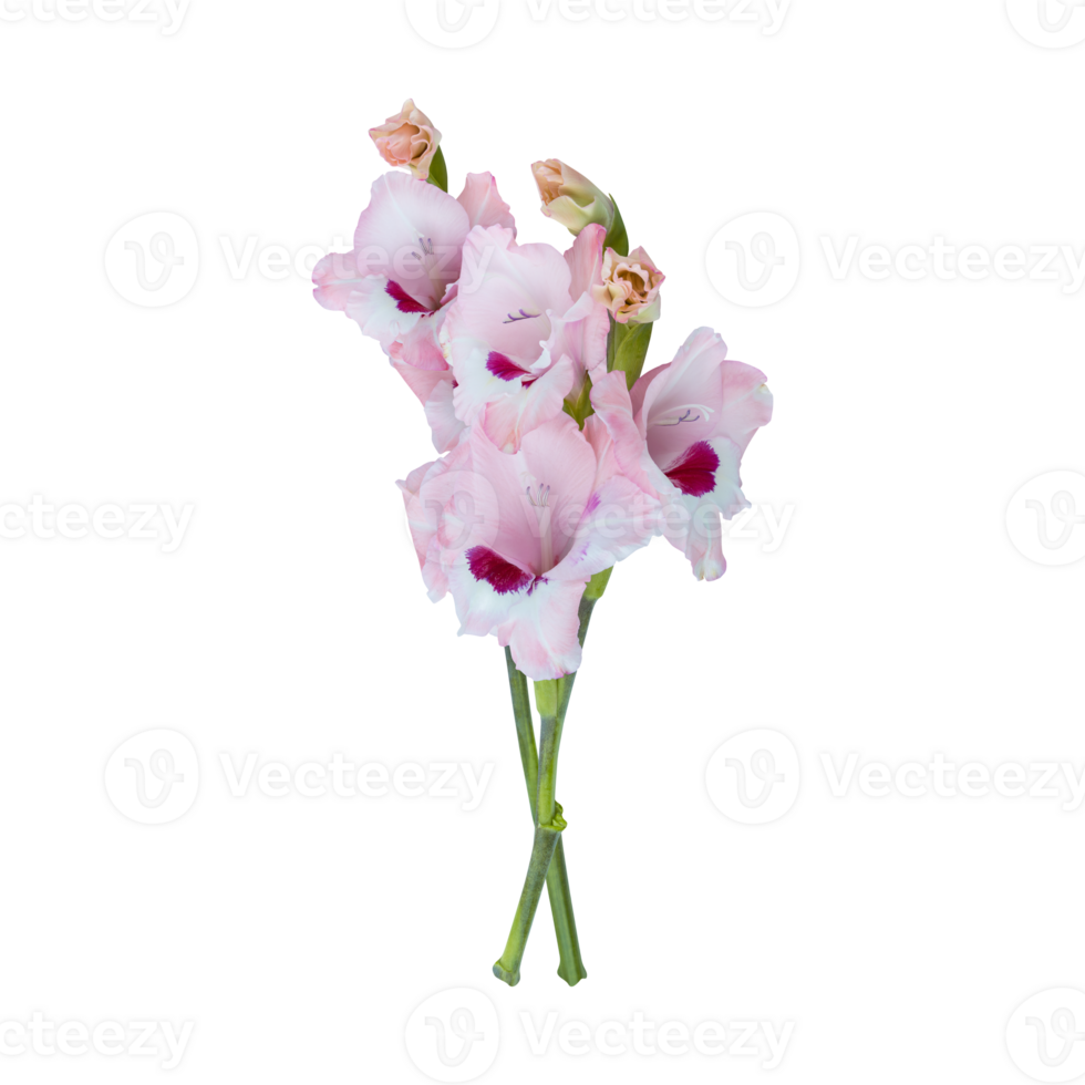 Soft Pink gladiolus flower stems isolated on transparent background png