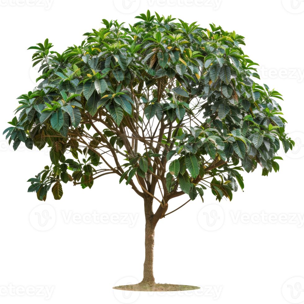 Isolated Green Tree. Perfect For Your Designs. Lush Foliage And Textured Trunk Add Natural Charm. png