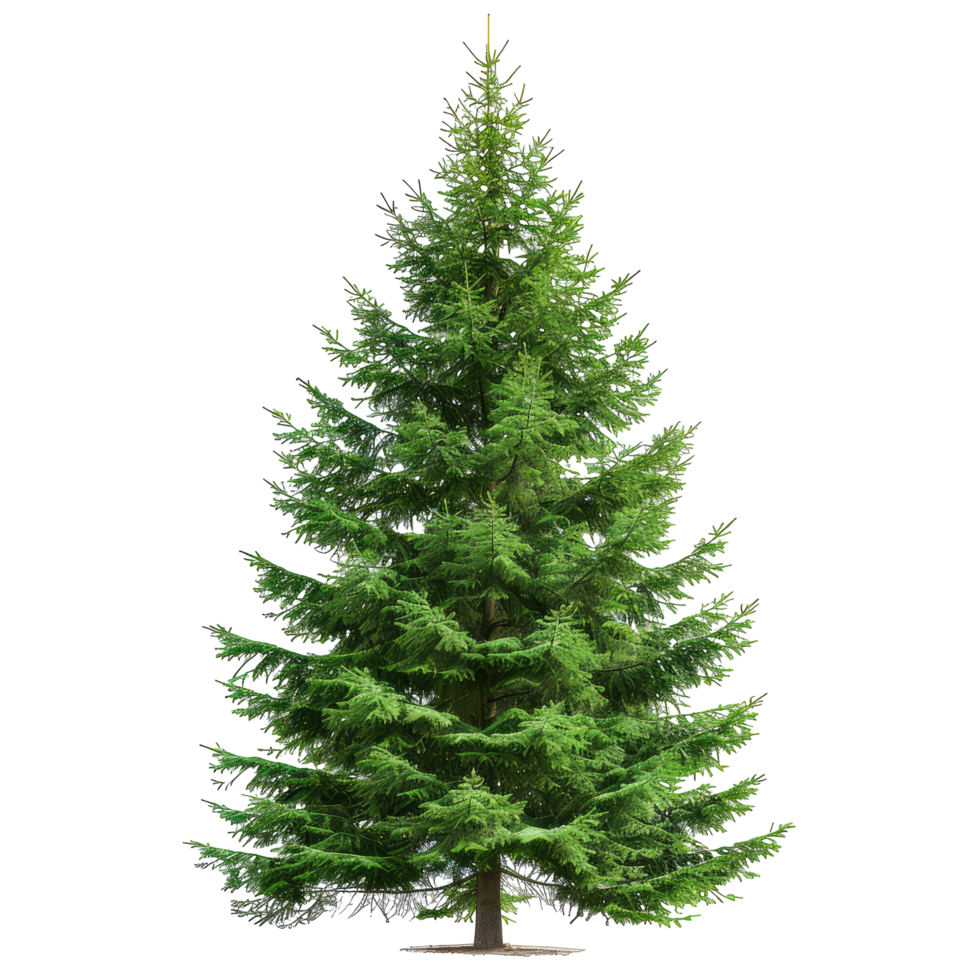Majestic Evergreen Tree Isolated. Use For Holiday Designs Or Nature Scenes. png