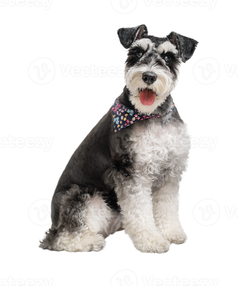 The portrait of miniature schnauzer sitting with head turned isolated png