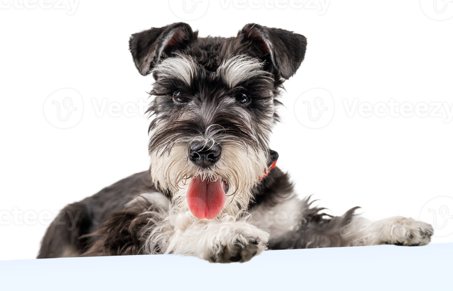 The Miniature Schnauzer puppy looking down with tongue out isolated png