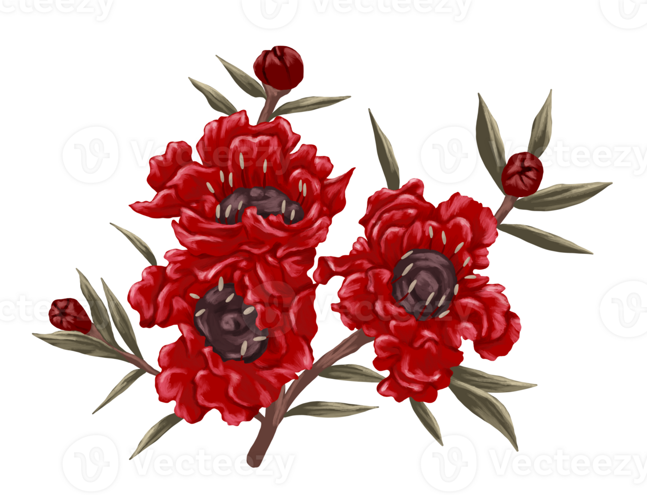 red manuka flower painting illustration png
