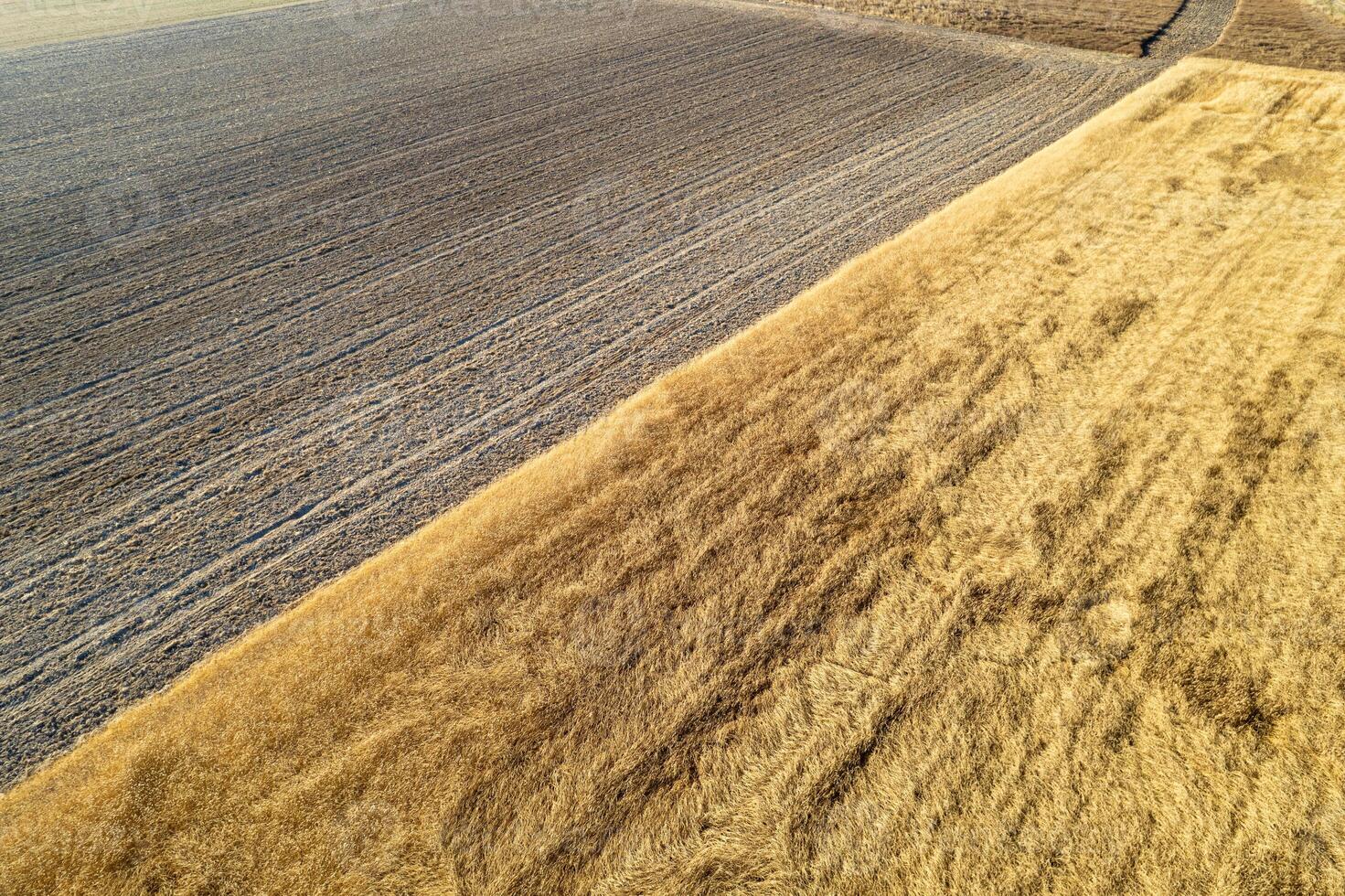 drone shot golden wheat field bordering tilled earth farmland aerial view cultivated land ripe wheat crop and prepared soil photo