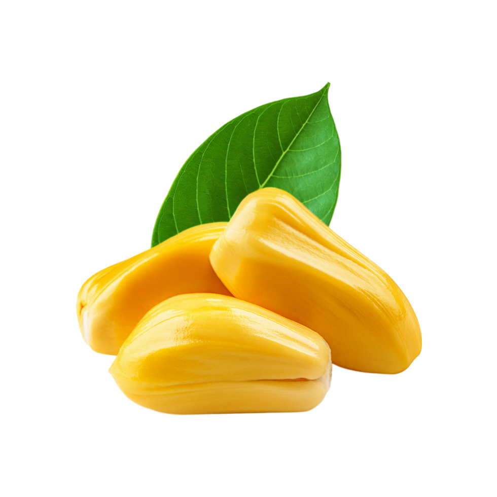 Jackfruit seed on transparent background png