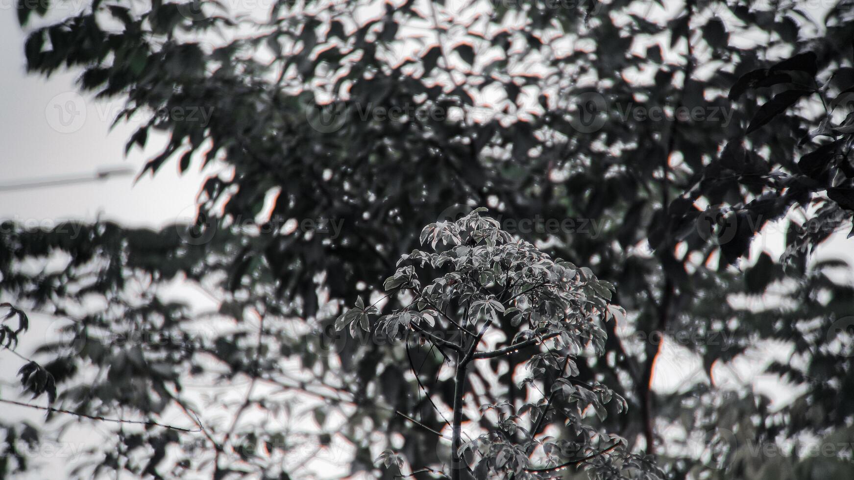 Close-up of a Leafy Branch Soft Focus on Surrounding Trees. photo