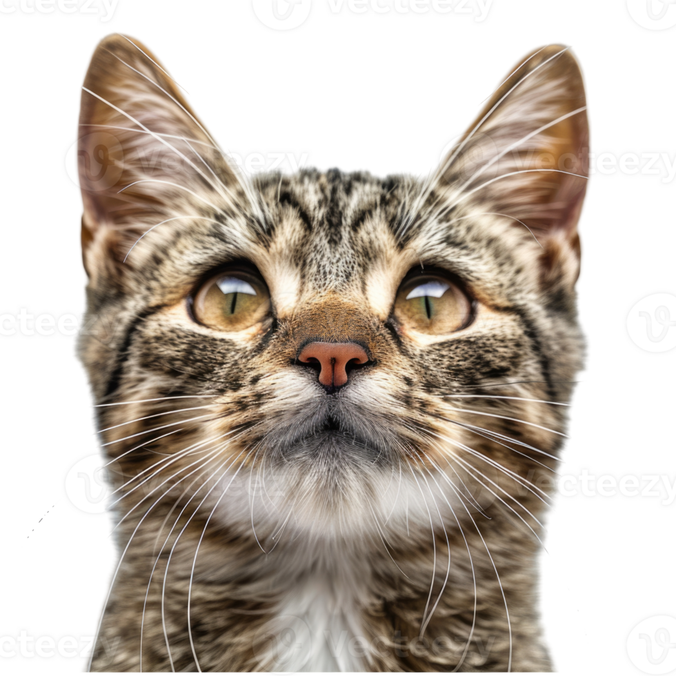 A cat is looking up at the camera. png