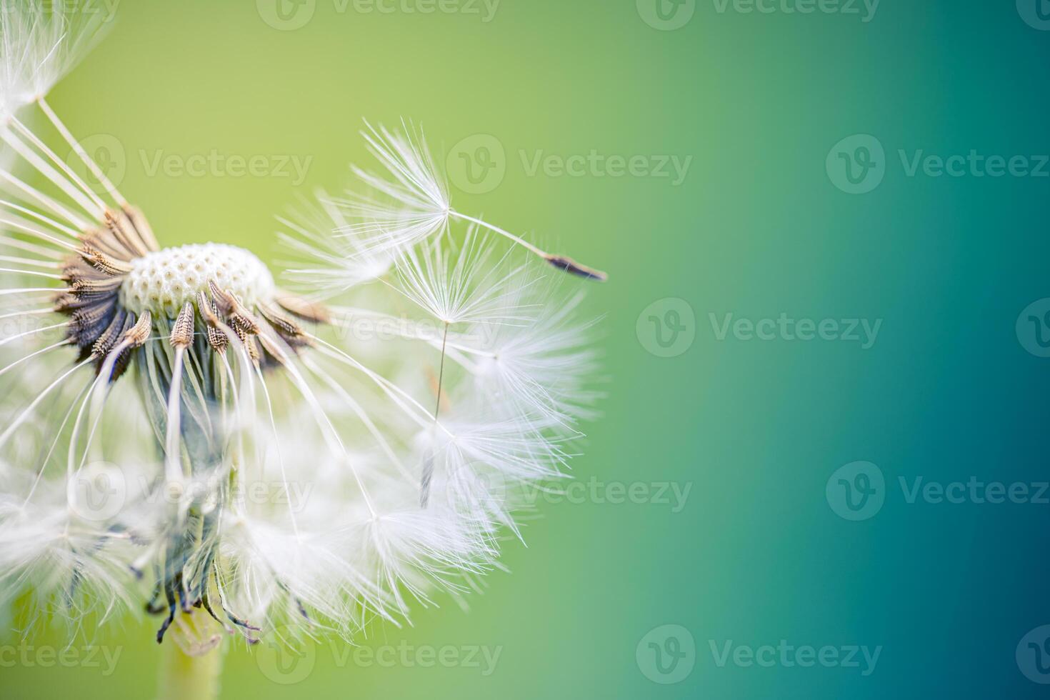 Dandelion macro seed structure soft white glow captured in dreamy focus, nature calmness, floral light texture for print, wallpaper, posters, wellness, mindfulness, eco themes photo