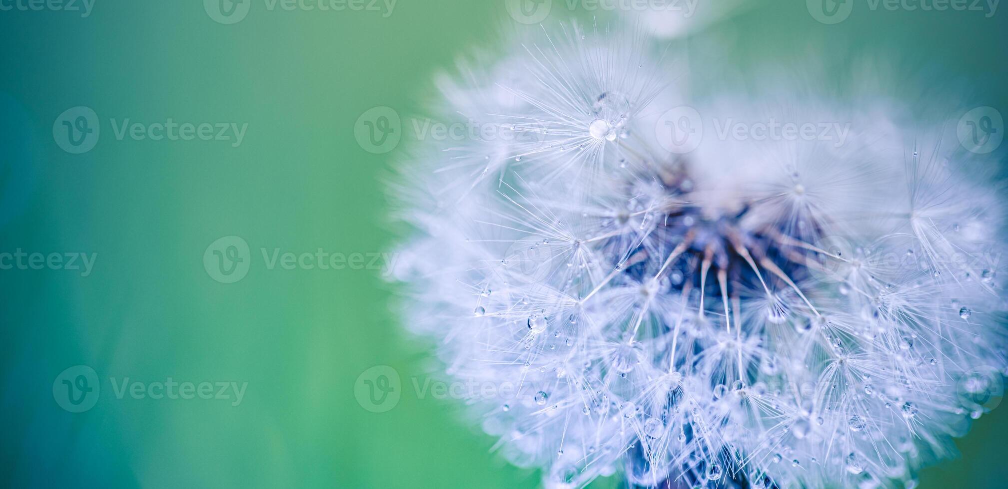 Artistic macro photo of dandelion seeds holding fresh dew, glowing softly against lush blue green blur, serene natural scene ideal for nature backgrounds, floral design, and calm compositions