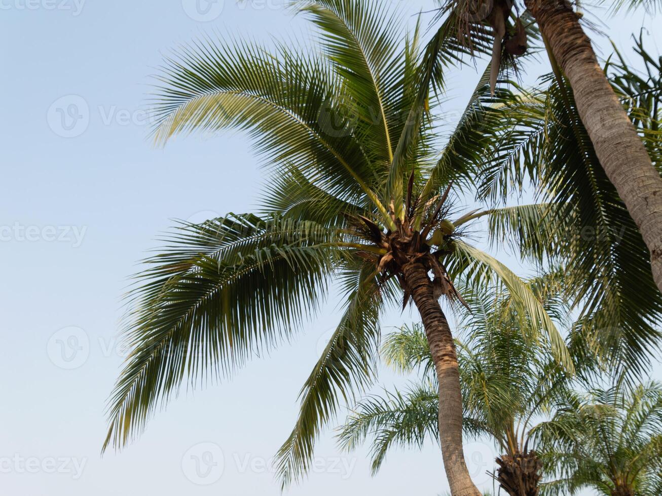 Palm trees swaying tropical breeze beachside nature sunny day close-up tranquility photo