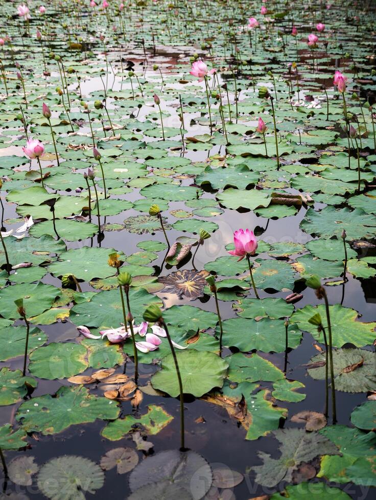 Lotus flowers blooming tranquil pond nature serene environment photo