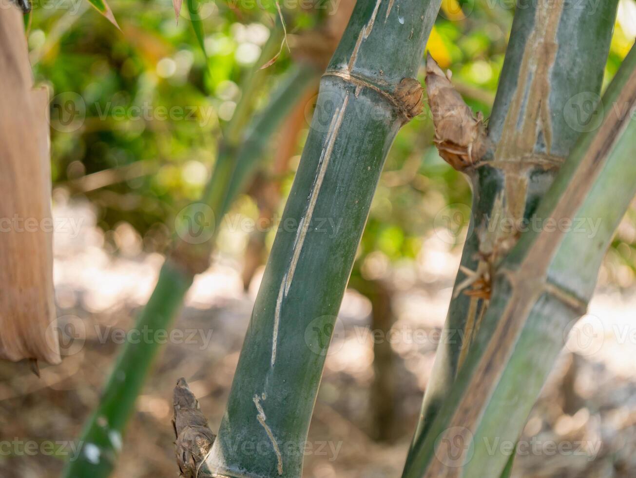 Close-up bamboo growth maintenance and sustainable practices in nature photo
