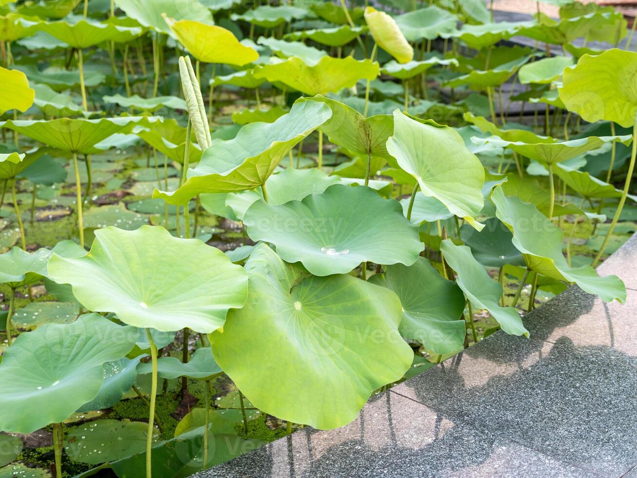 Lotus pond serenity botanical garden nature peaceful oasis close-up tranquility photo