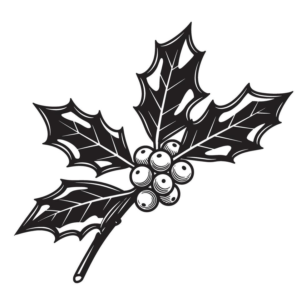 Vintage art illustration of a detailed holly sprig with berries for christmas decorations vector
