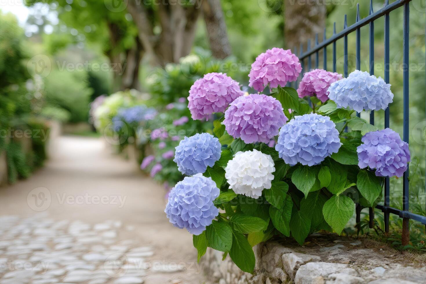 Colorful hydrangeas growing by a metal fence in a garden photo