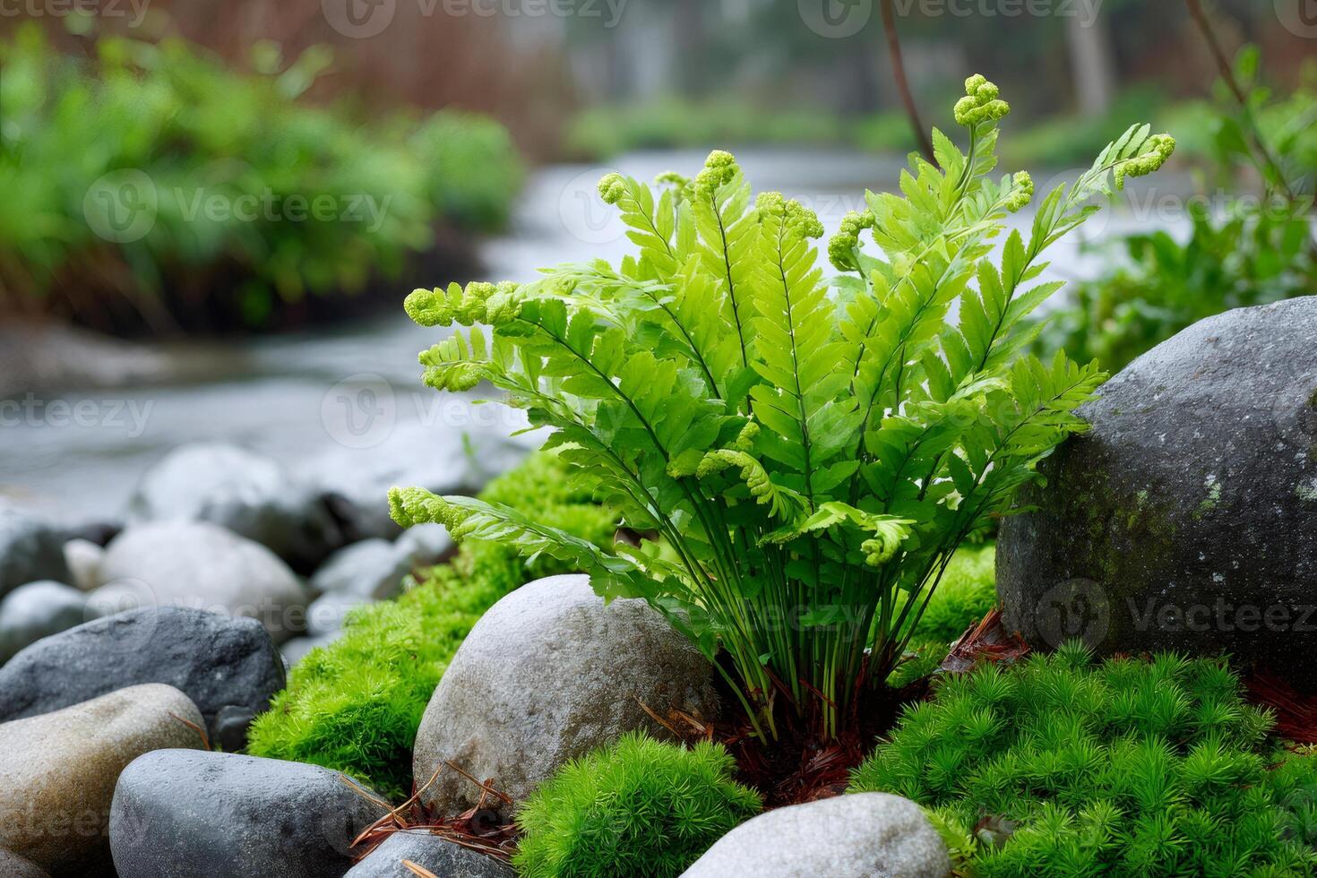 Fern growing on river bank with rocks and moss. photo