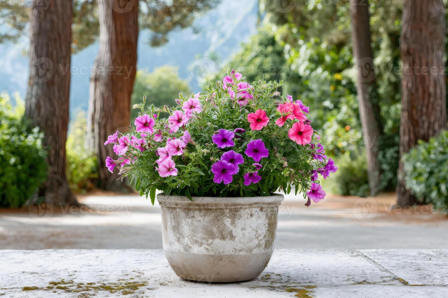 Colorful petunias blooming in a cement pot in a garden photo