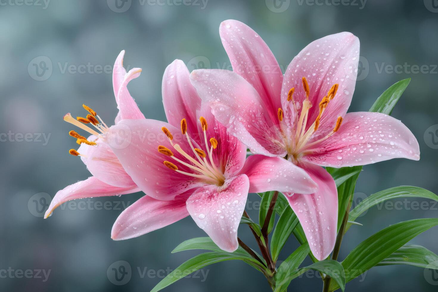 Two pink lilies blooming, showing their vibrant color and delicate petals with water drops. photo