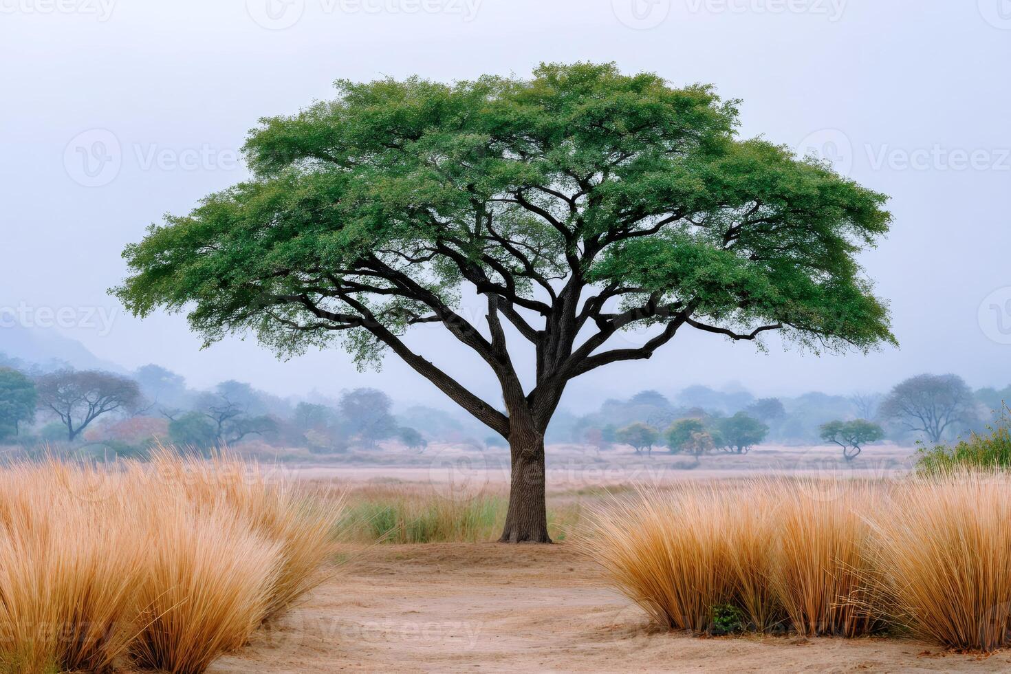 Large green tree growing in the middle of savanna landscape photo