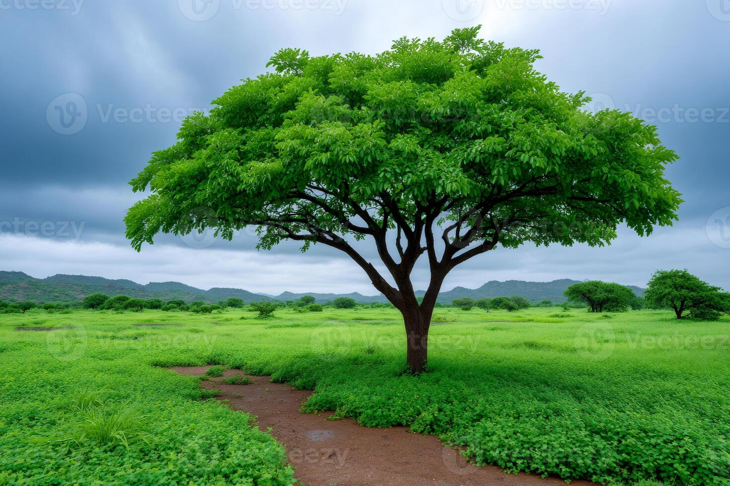 Lonely tree growing in green field under cloudy sky photo