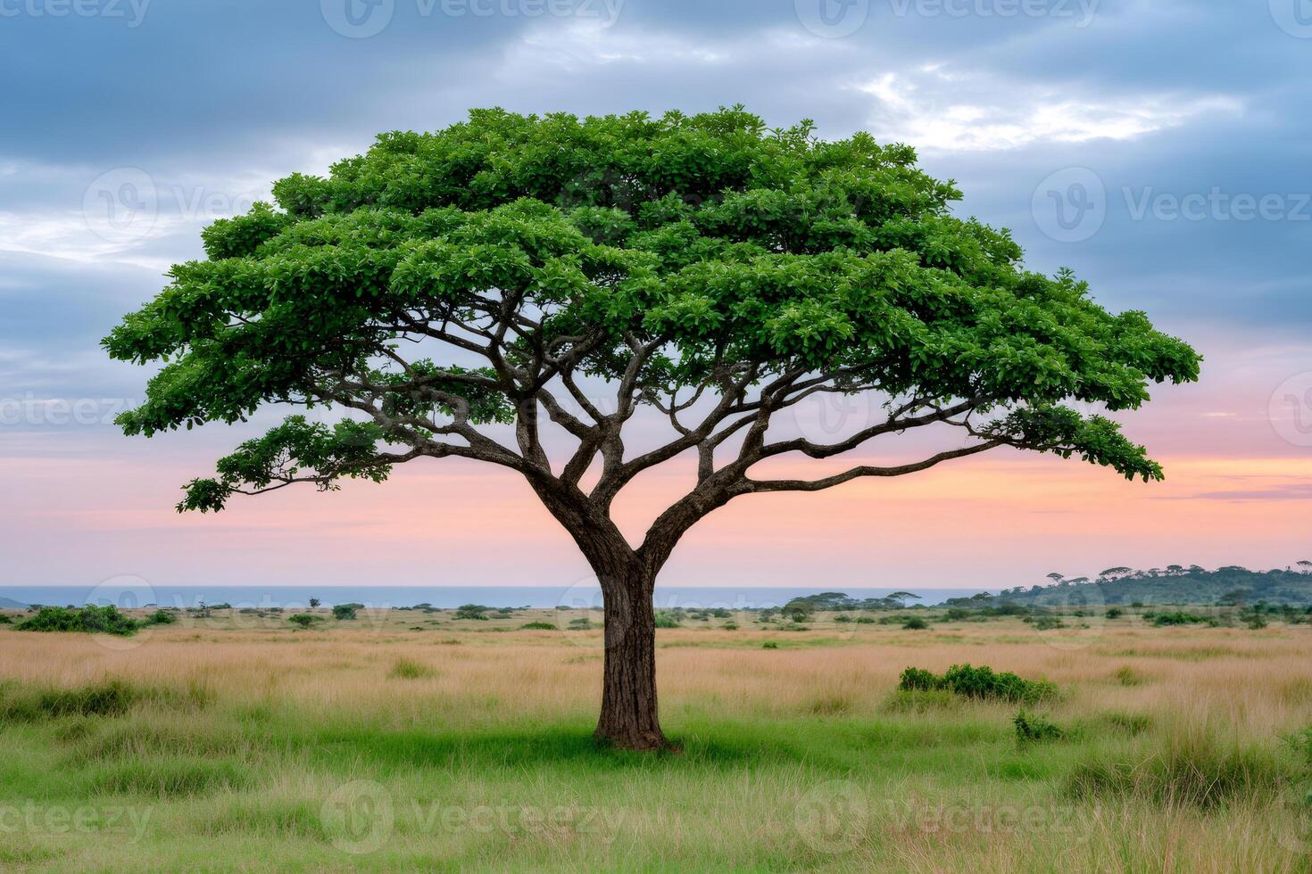 Lonely tree growing in the african savanna at sunset near the ocean photo