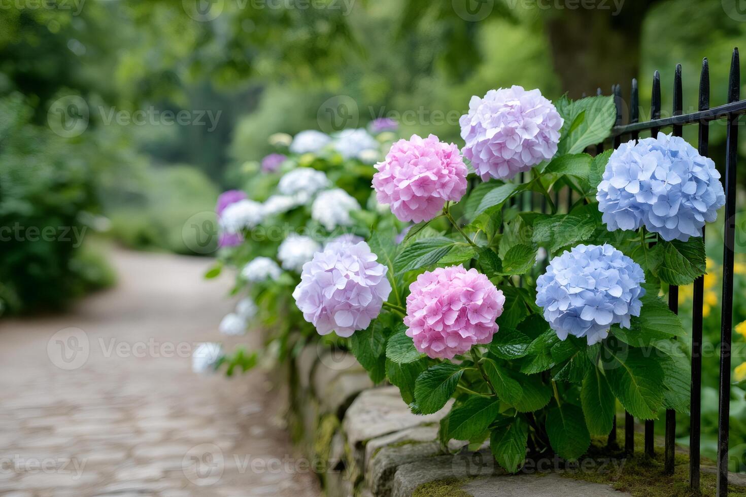 Colorful hydrangeas growing by a black, wrought iron fence in a garden photo