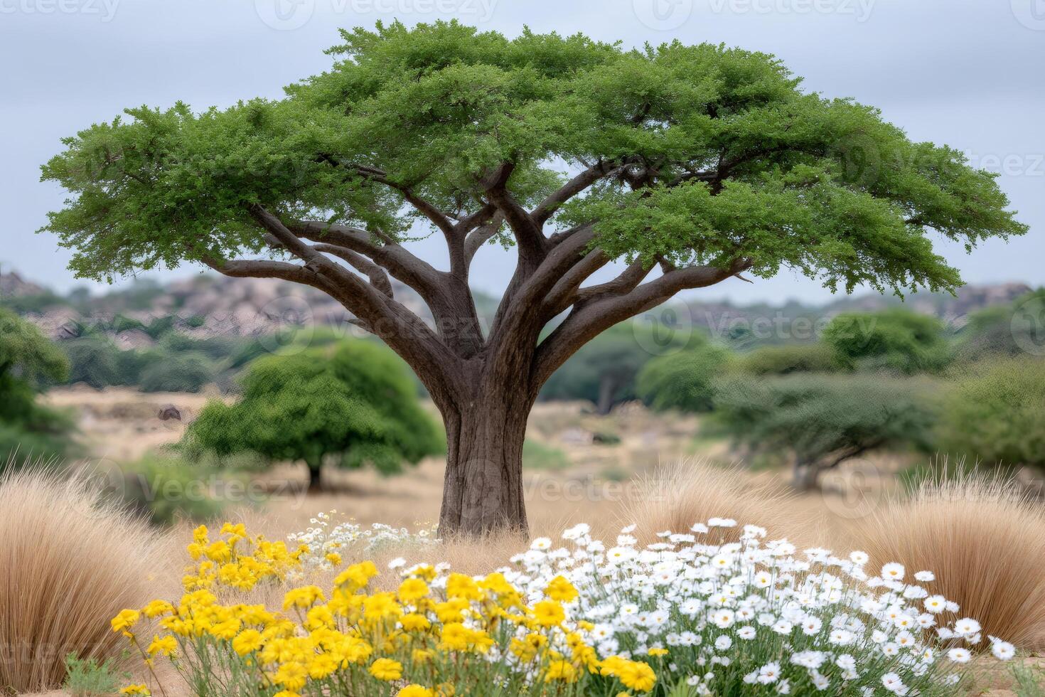 Large acacia tree growing in a field of flowers photo