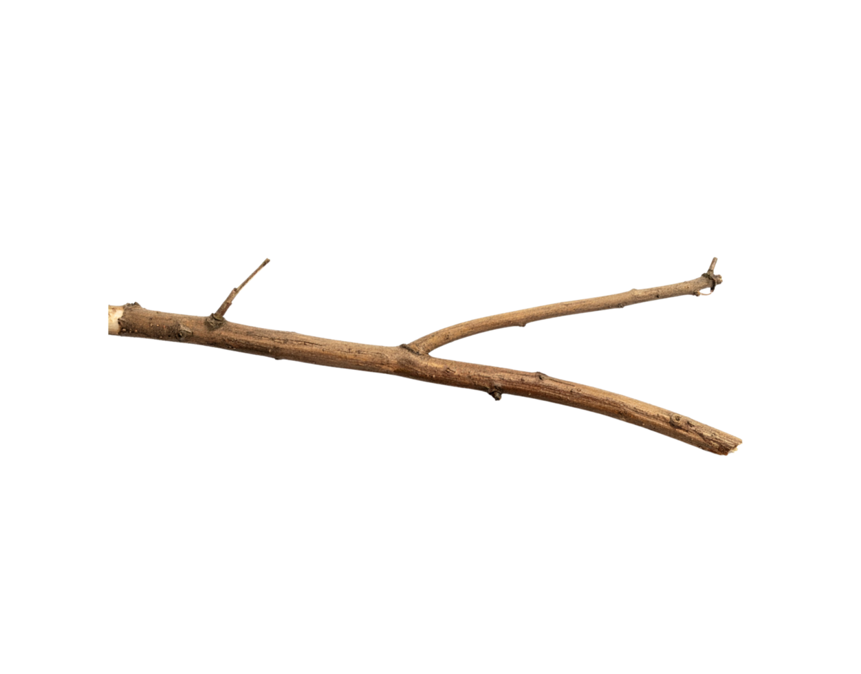 Dry Brown YShaped Twig with Rough Texture and Small Branches. png