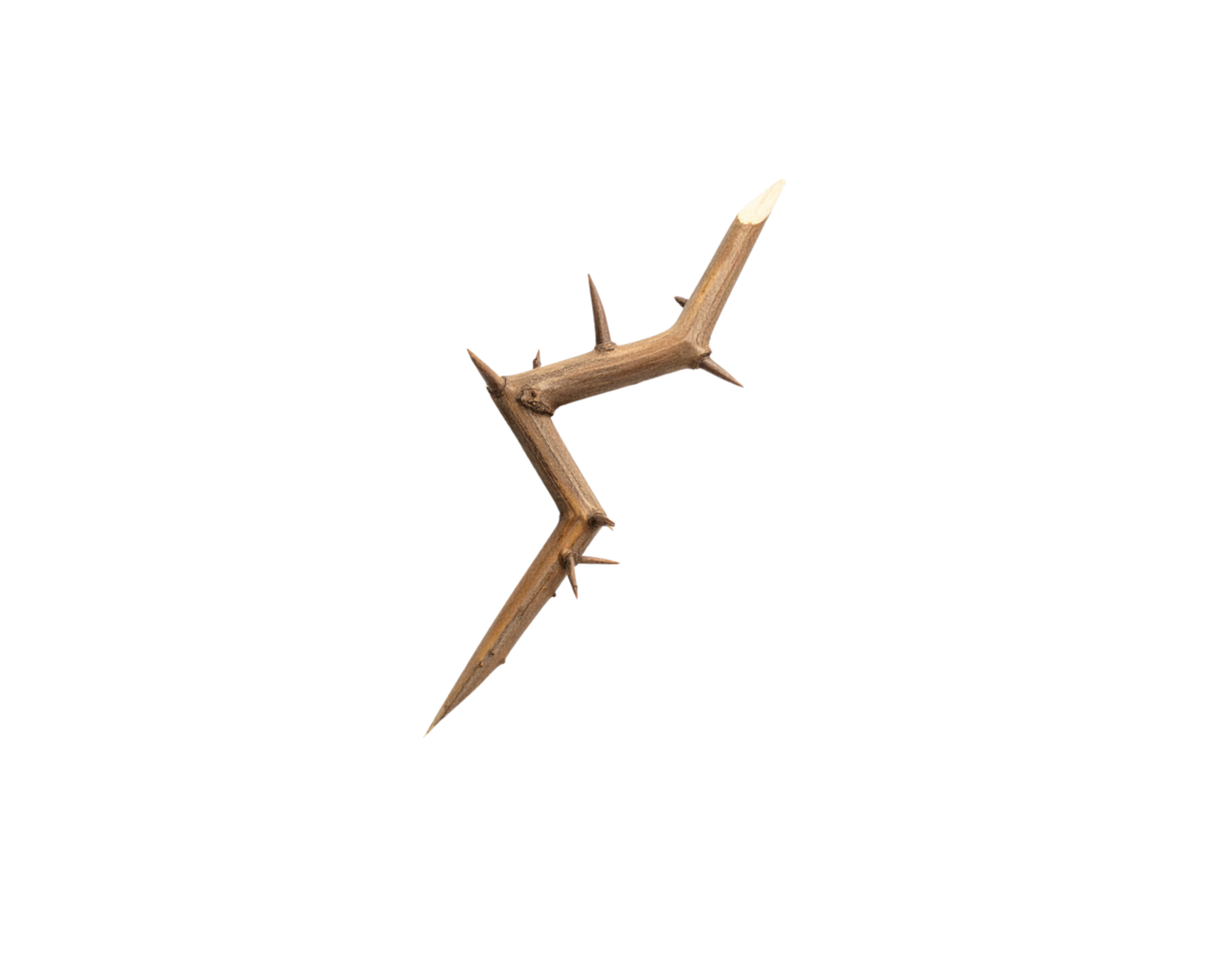 Sharp Angled Thorny Branch with Light Brown Bark and Pointed Thorns. png