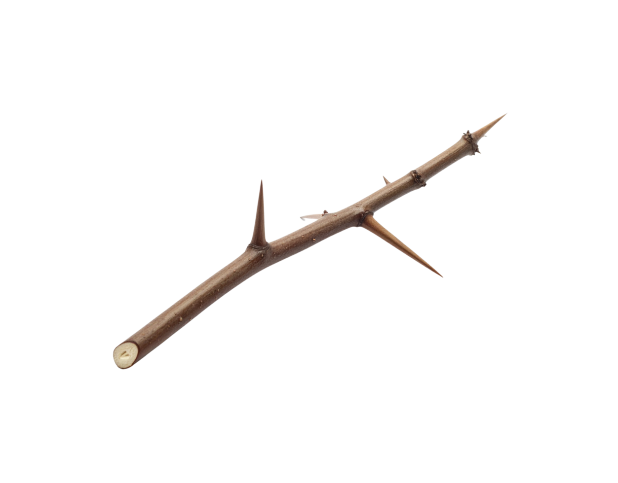 Brown thorny branch with sharp points isolated on black background. png