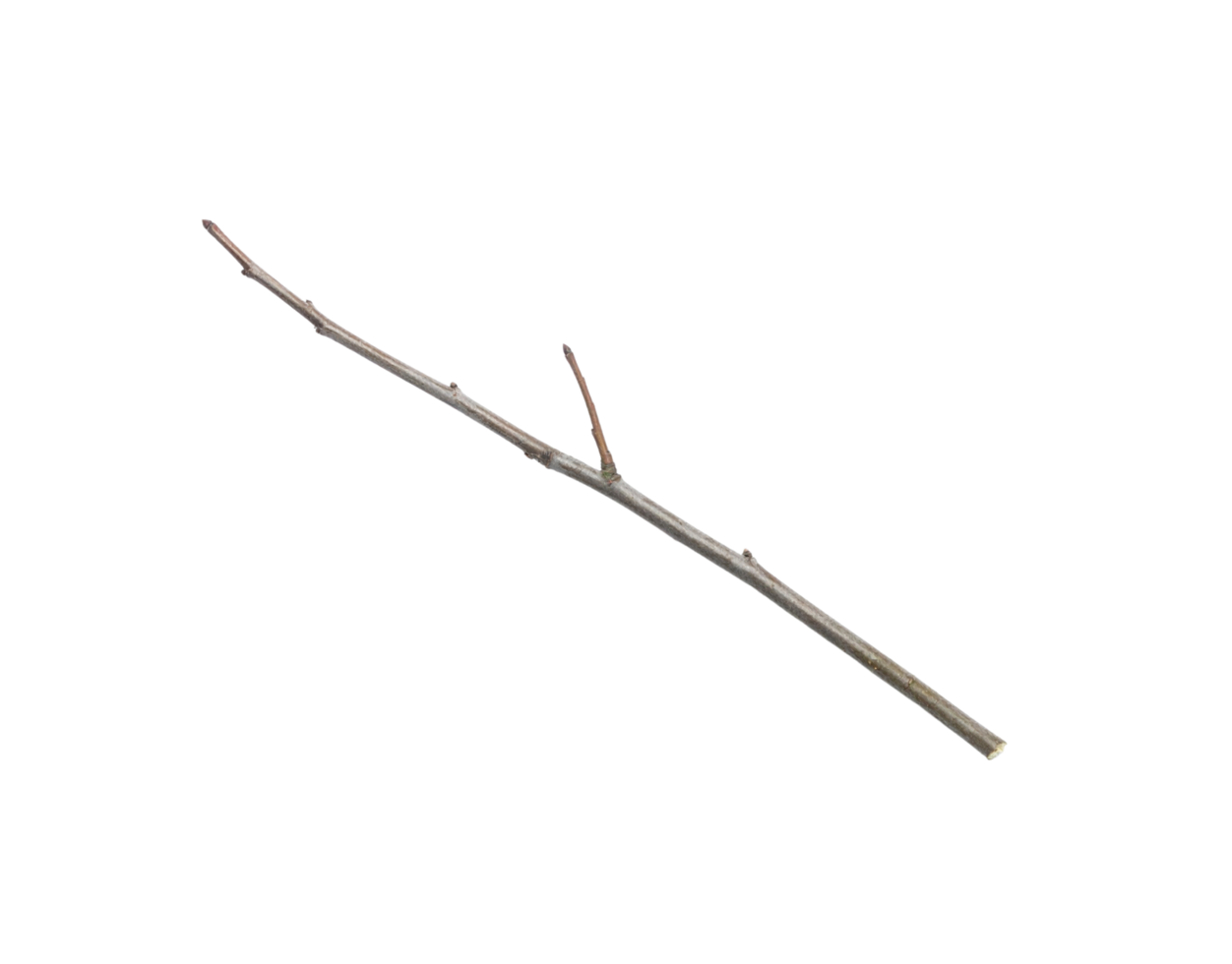 Slender GreyBrown Twig with Small Branch Isolated. png